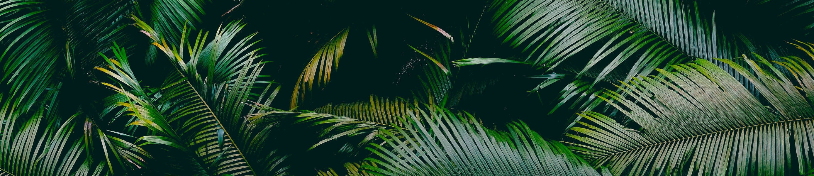 leaf background photo