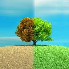 How to navigate climate and carbon disclosure and reporting?