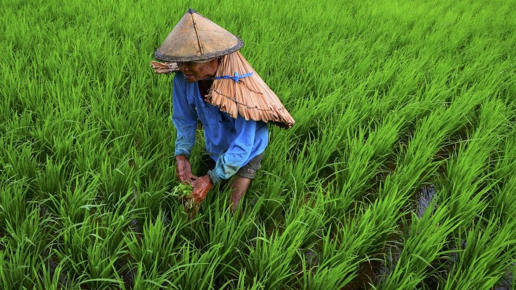 ADB loan to support Philippine agriculture sector reforms