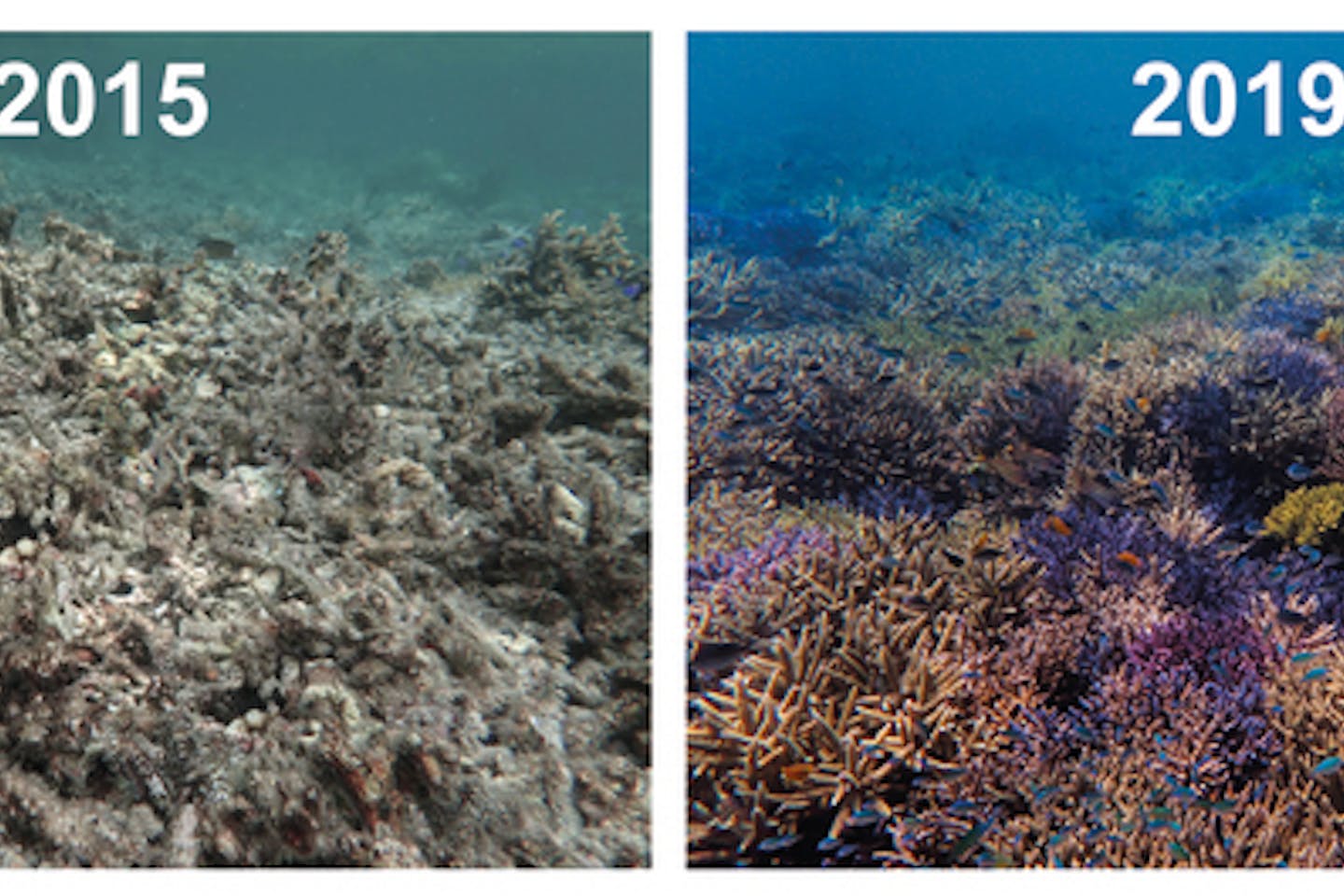 Adopt a coral during lockdown