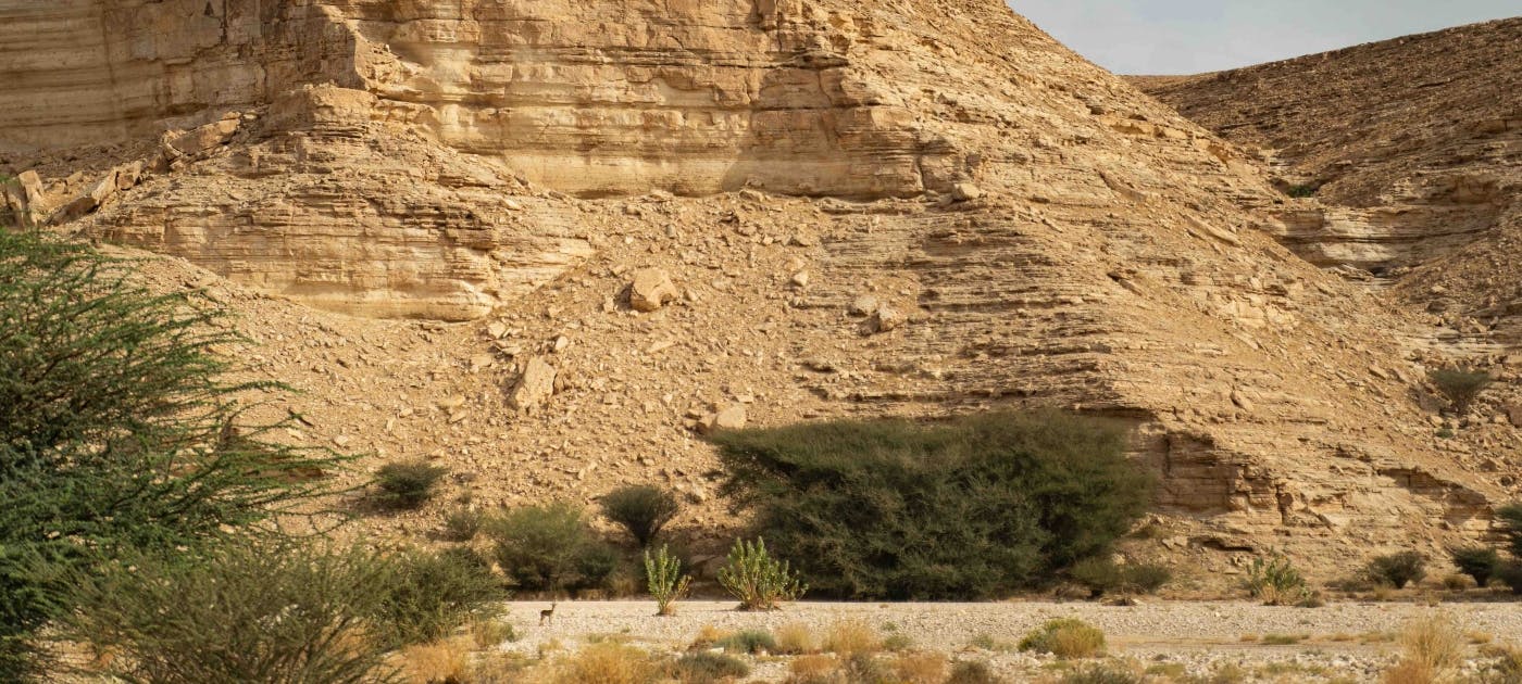 Record-breaking World Environment Day spotlights land restoration, desertification and drought resilience