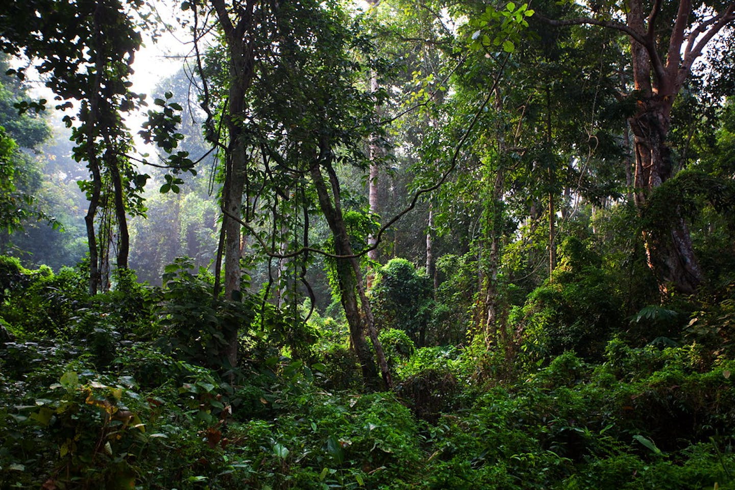 CDP launches world’s first disclosure framework for banks integrating climate and forest impact