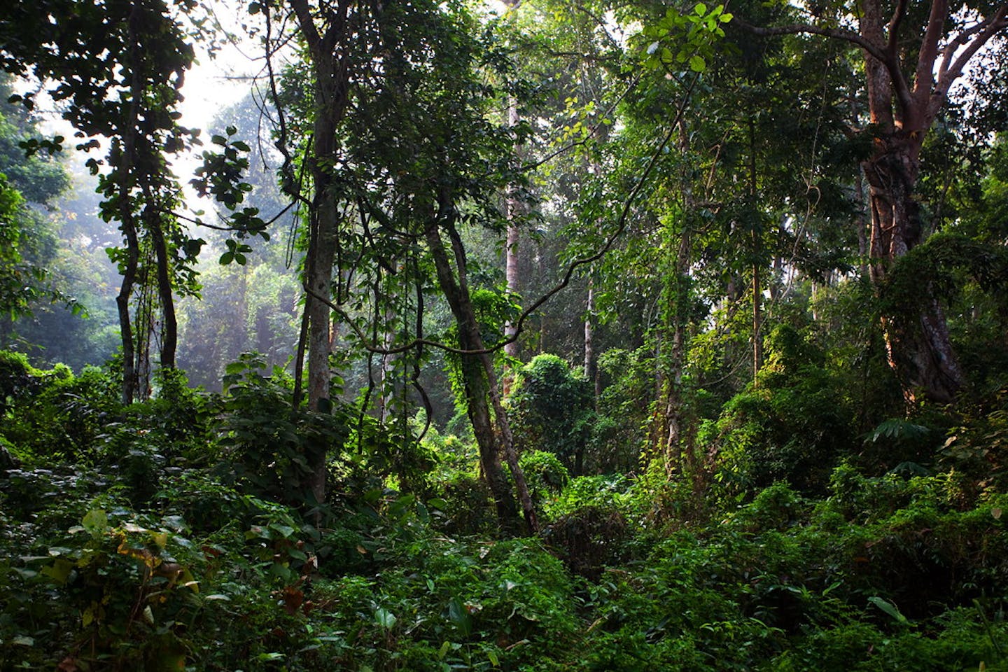CDP launches world’s first disclosure framework for banks integrating climate and forest impact