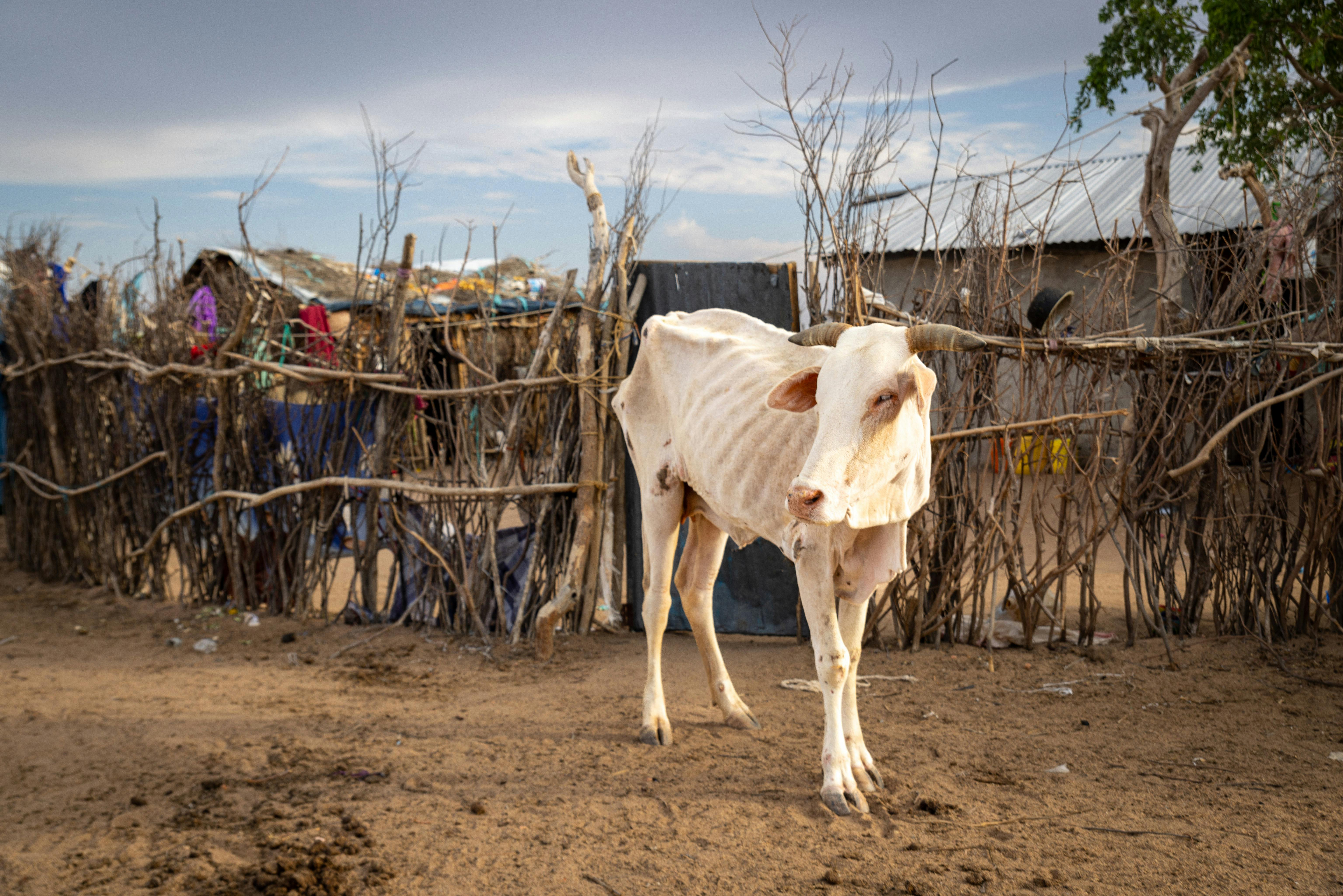 Transformation to a healthy food system is blocked by three key barriers