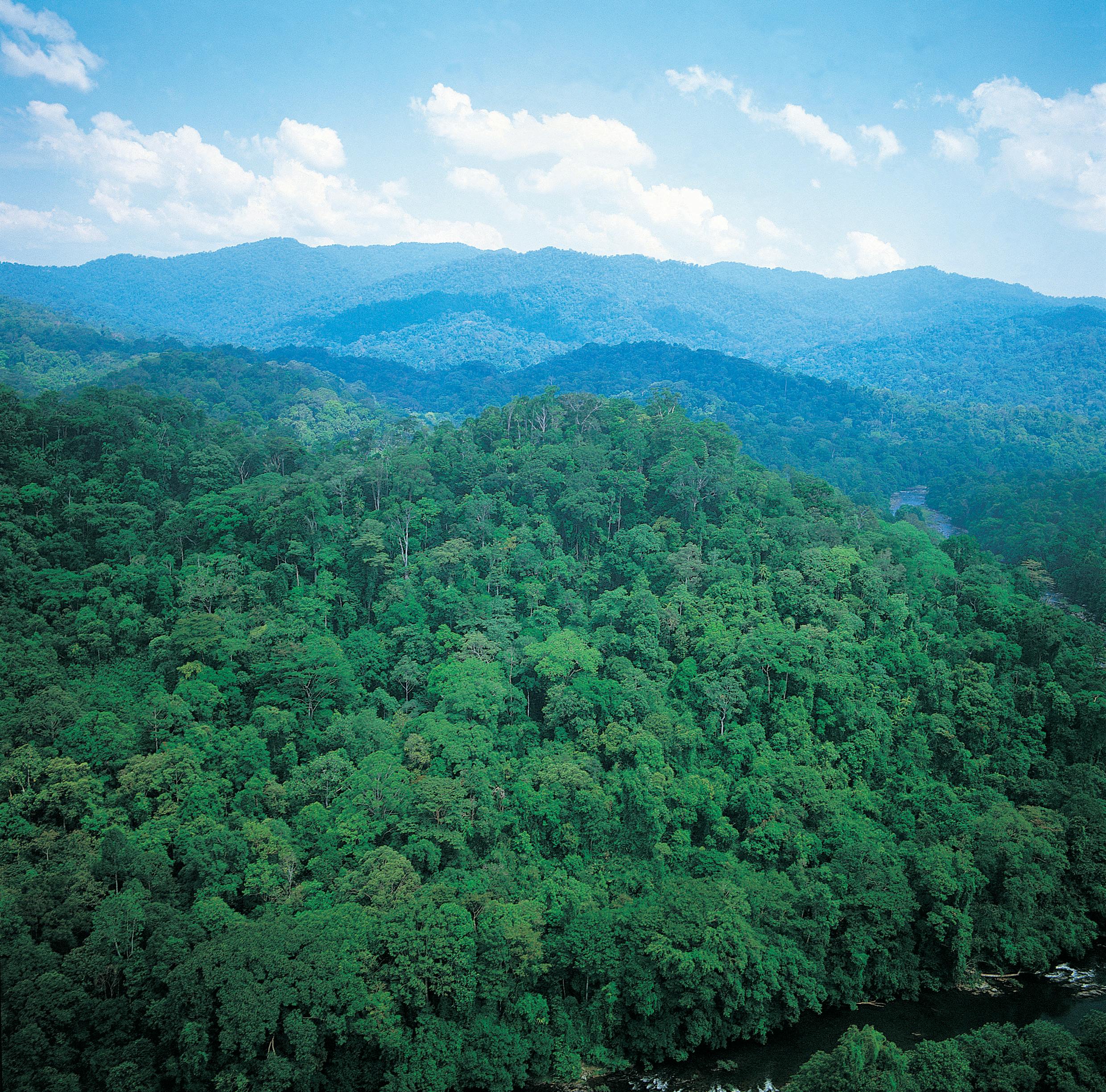 Demonstrating the legality and sustainability of tropical hardwood is a must