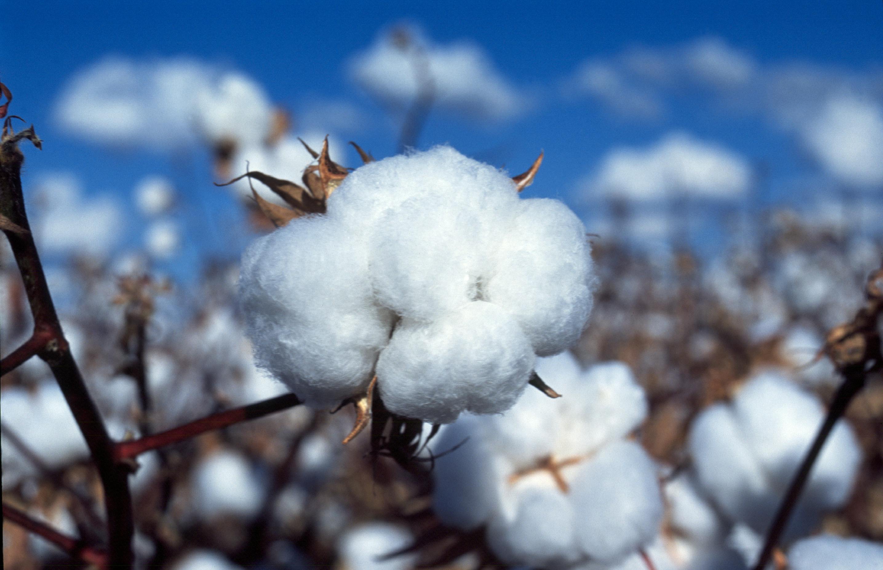 Sustainable cotton sector continues to grow, bring farmers higher incomes