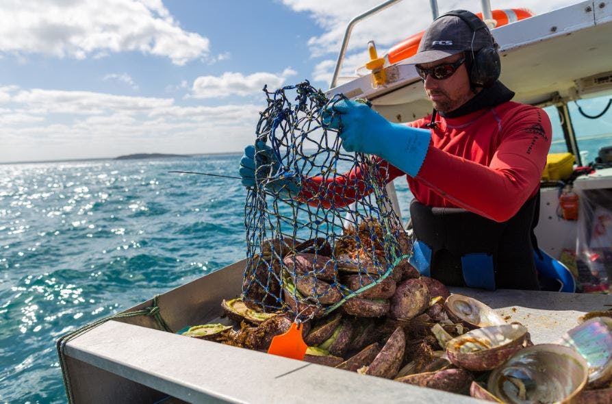 Australian fisheries seeking sustainability certification largely driven by social responsibility