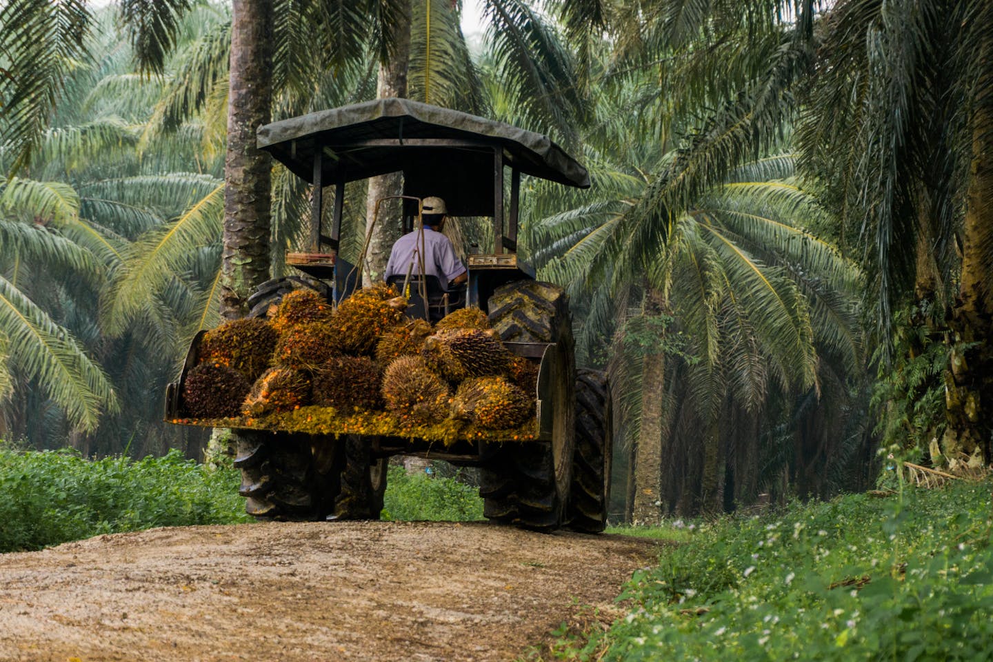 &Green Fund makes palm oil sector investment in PT Dharma Satya Nusantara Tbk