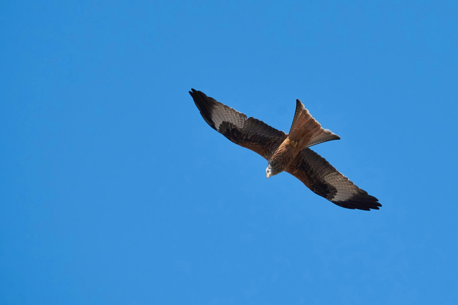 NUS Centre for Nature-based Climate Solutions utilises technology-driven methods to advance carbon estimation in Singapore’s forest ecosystems