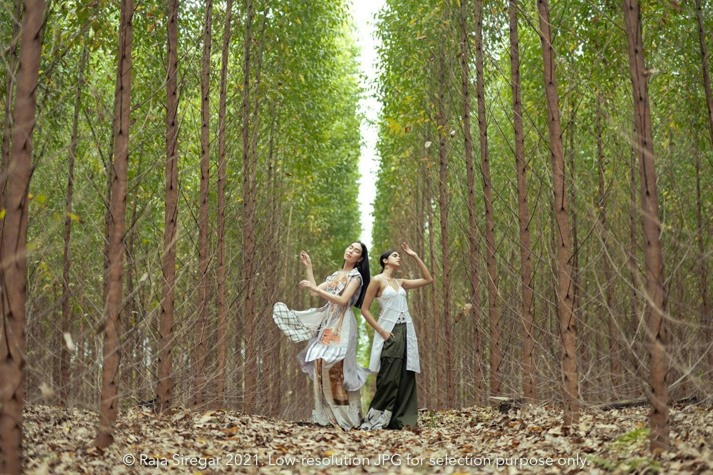 Riding the biological cycle: how forest fibre can drive the circular economy