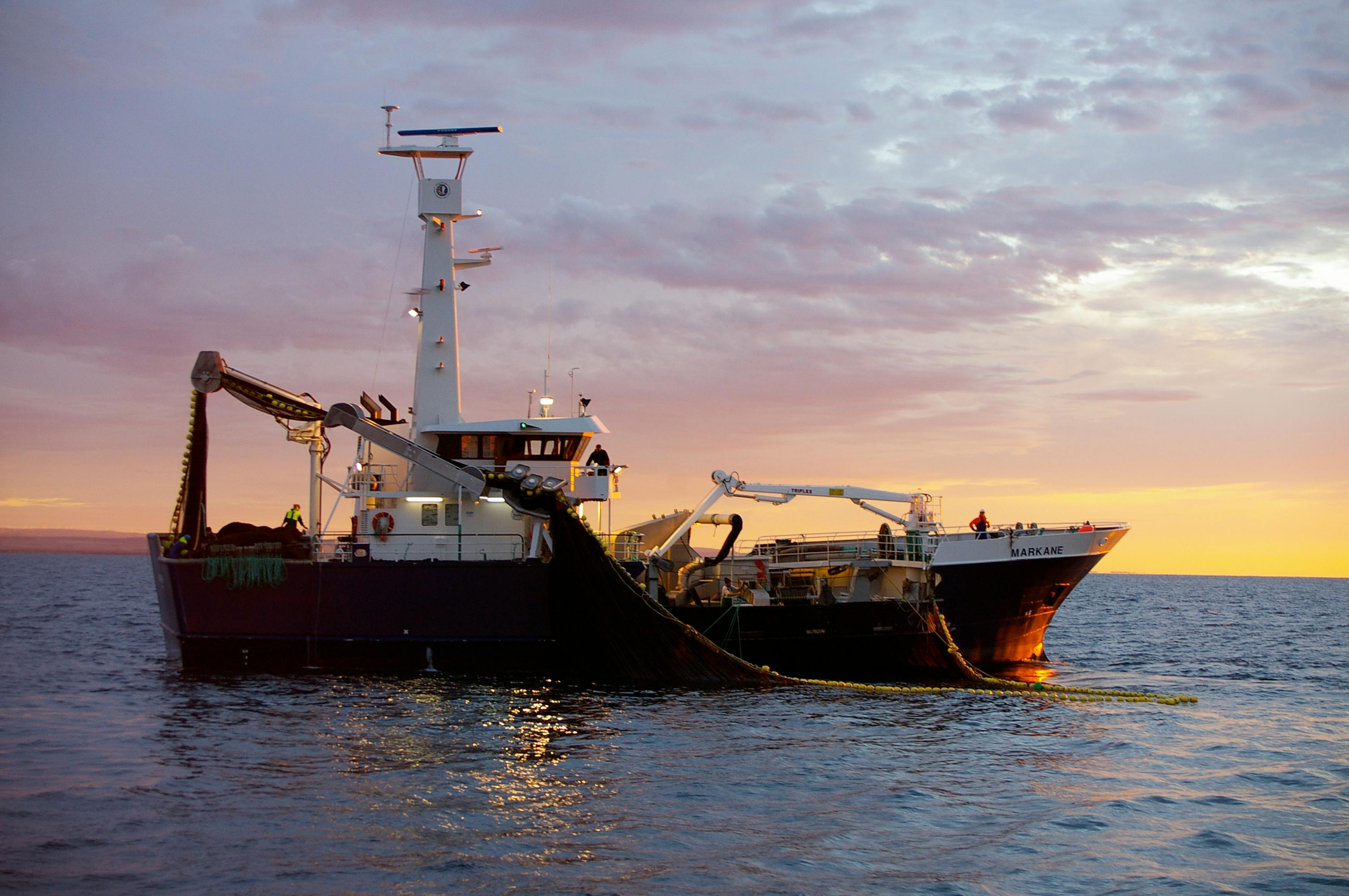 South Australian sardines earn the blue fish tick for sustainability   