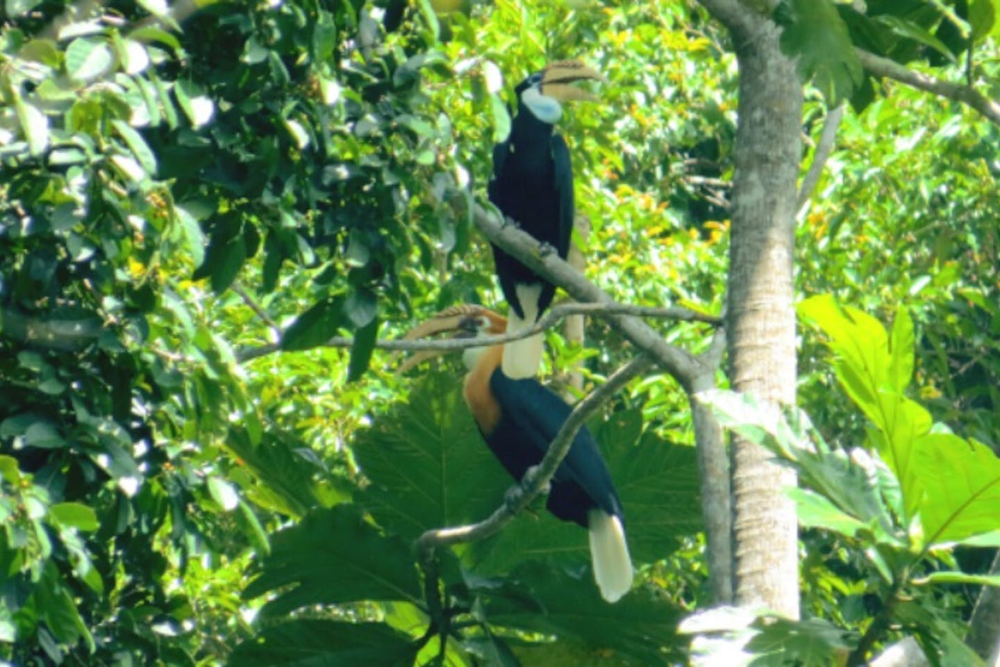 FSC’s recent certification in Indonesia gives its forests a chance to thrive