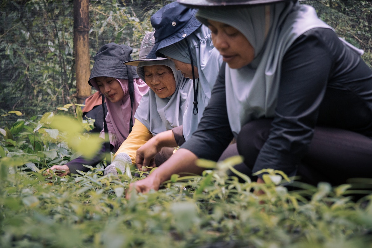 Perempuan melindungi Taman Nasional Kerinci Seblat di Indonesia di tingkat akar rumput |  Siaran pers |  Asia
