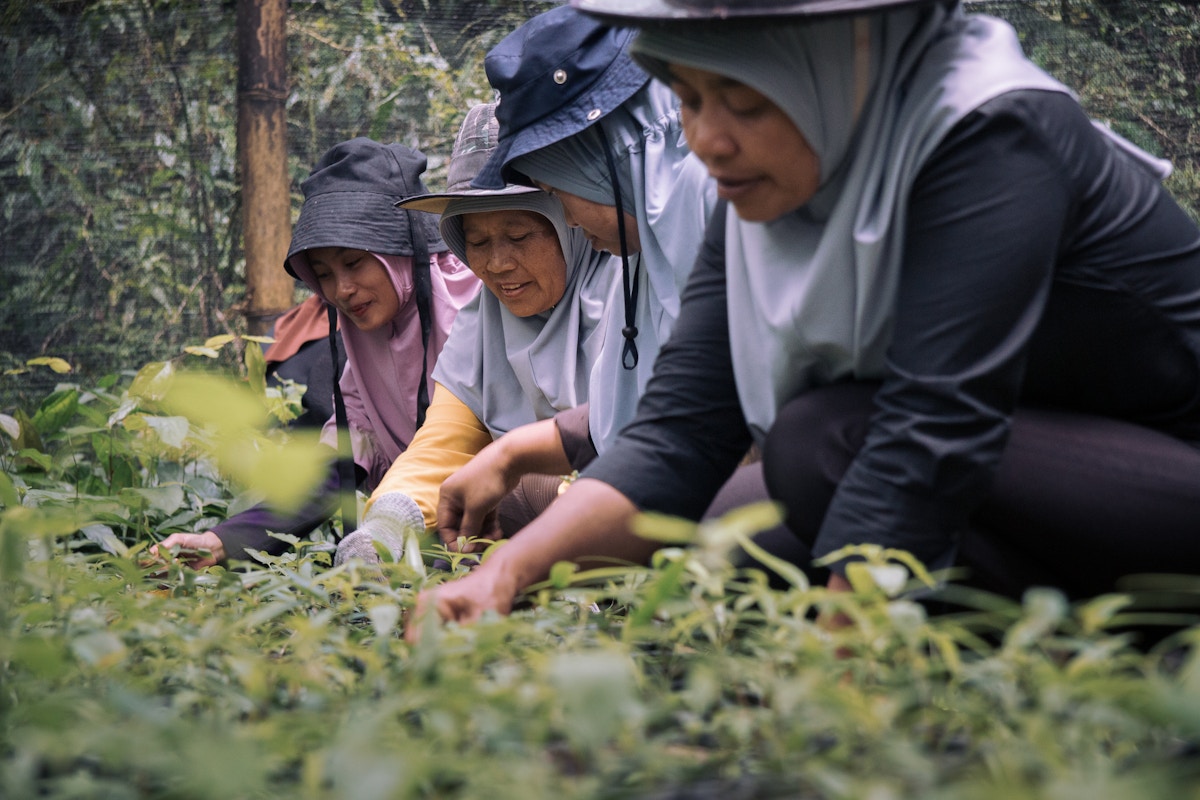 Perempuan melindungi Taman Nasional Kerinci Seblat di Indonesia di tingkat akar rumput |  Siaran pers |  Asia