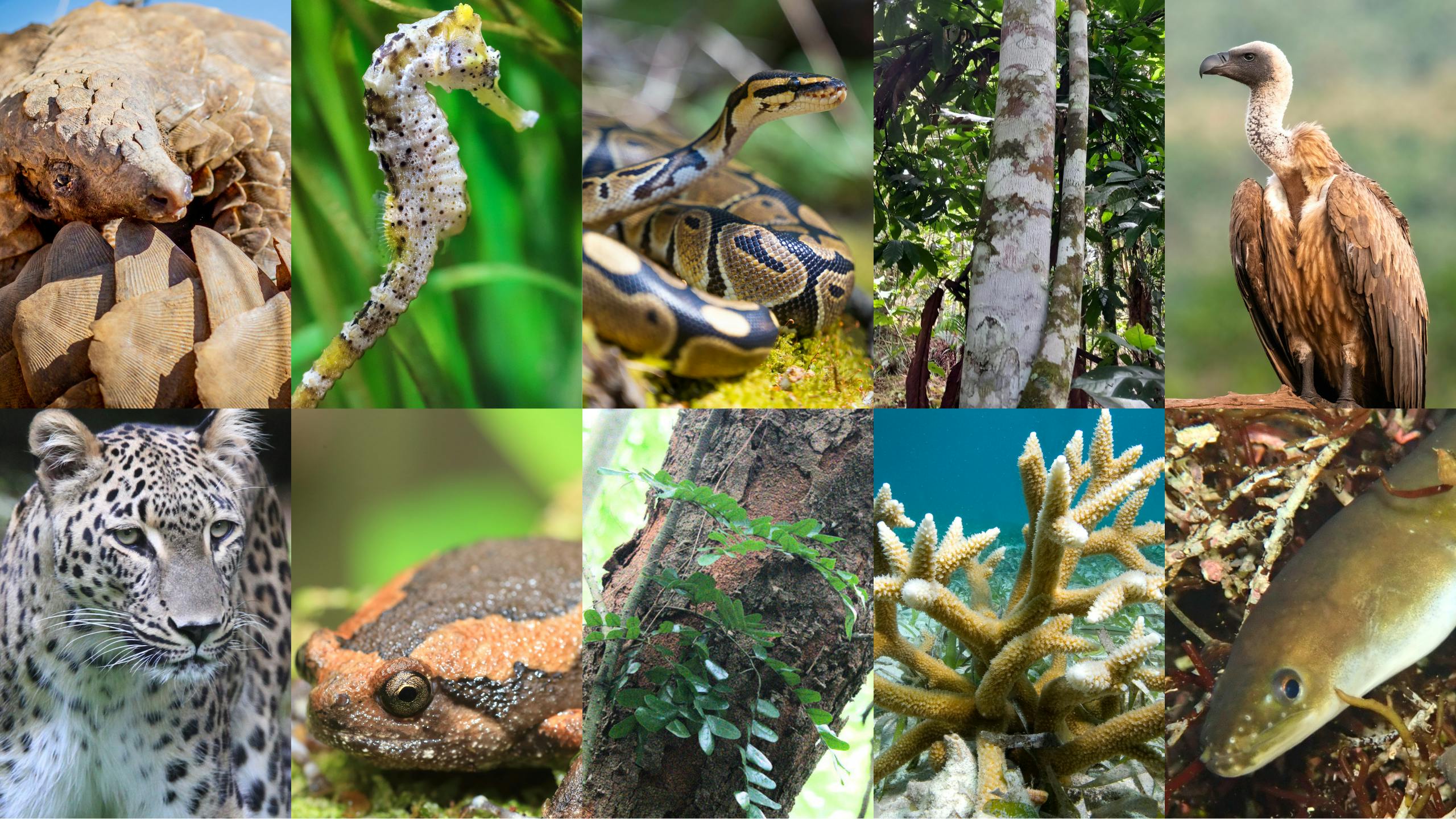 Review of conservation progress for pangolins, more at CITES 78th meeting