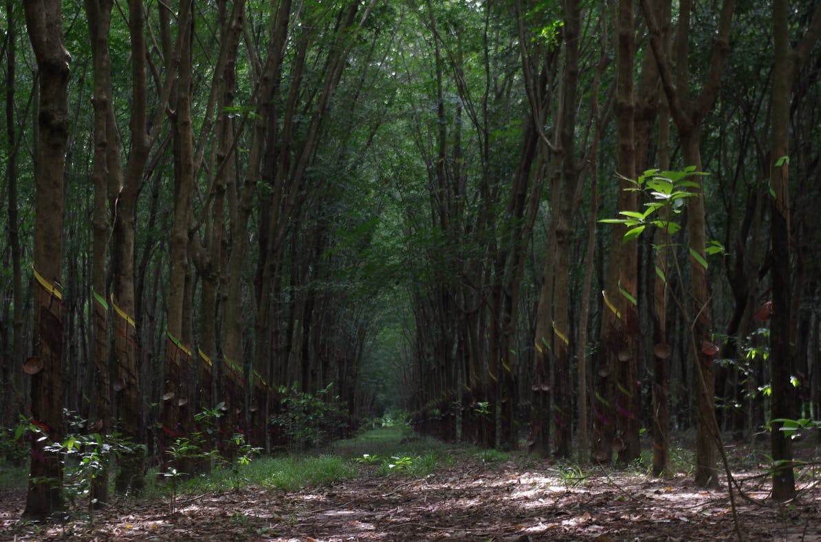 Global Platform for Sustainable Natural Rubber