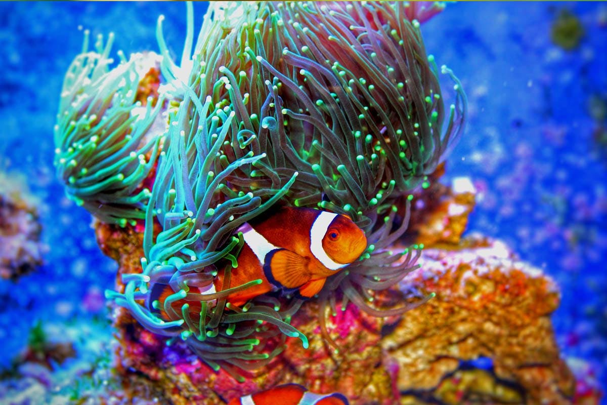 Transparency standard to inform global response to biodiversity crisis