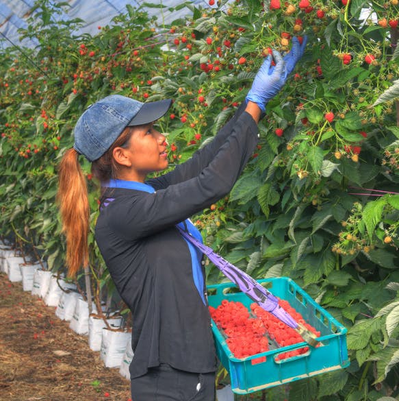 Perfection Fresh announces strategic investment to support growth strategy