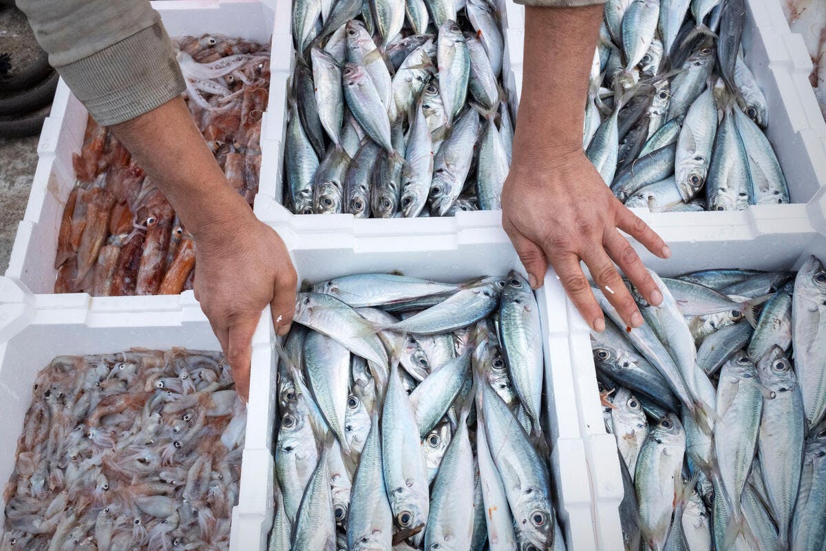 Boost for the global fight against illegal, unreported and unregulated fishing