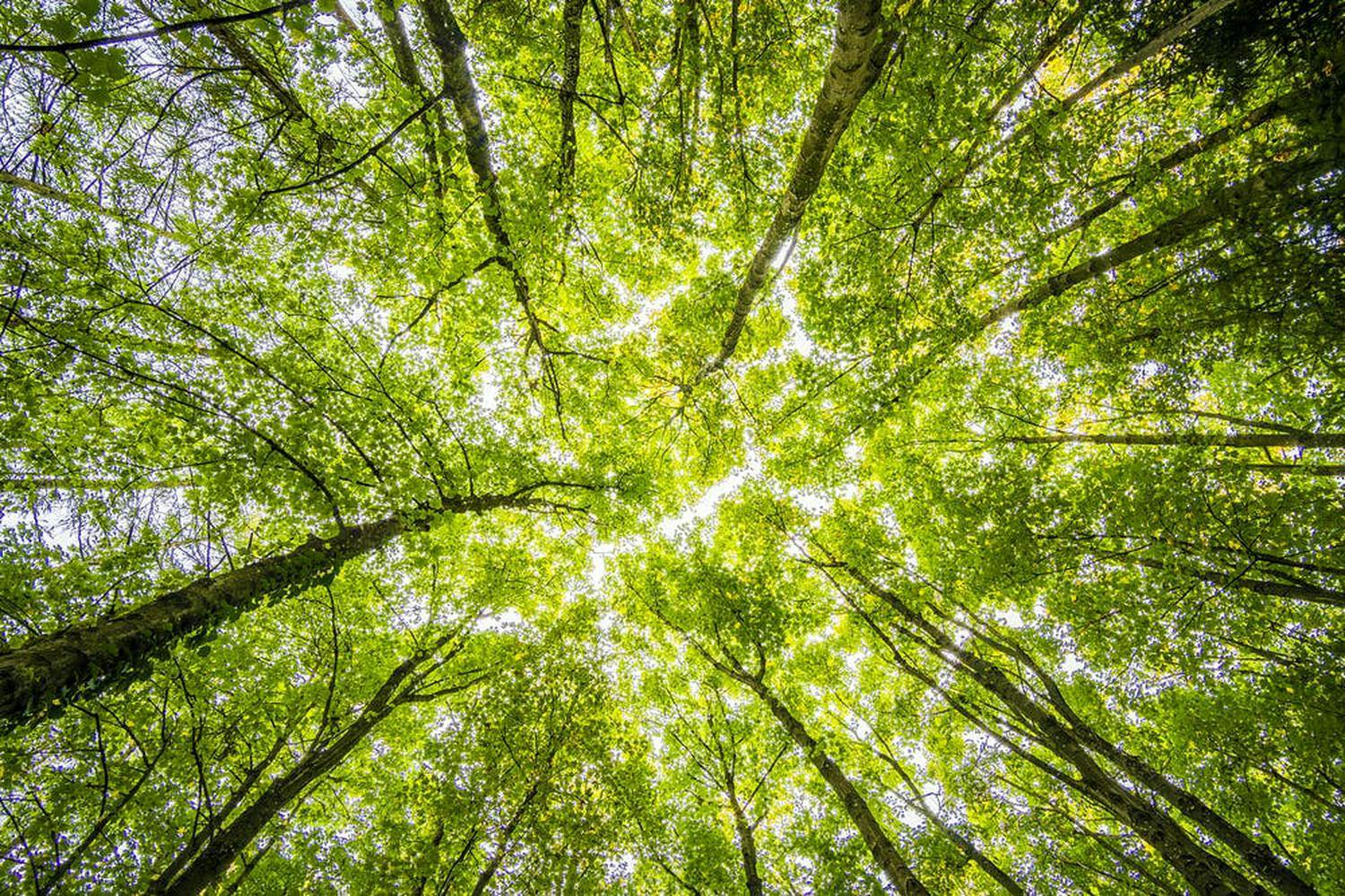 Arvella launches free "ESG for Investors" tools to support sustainable investment