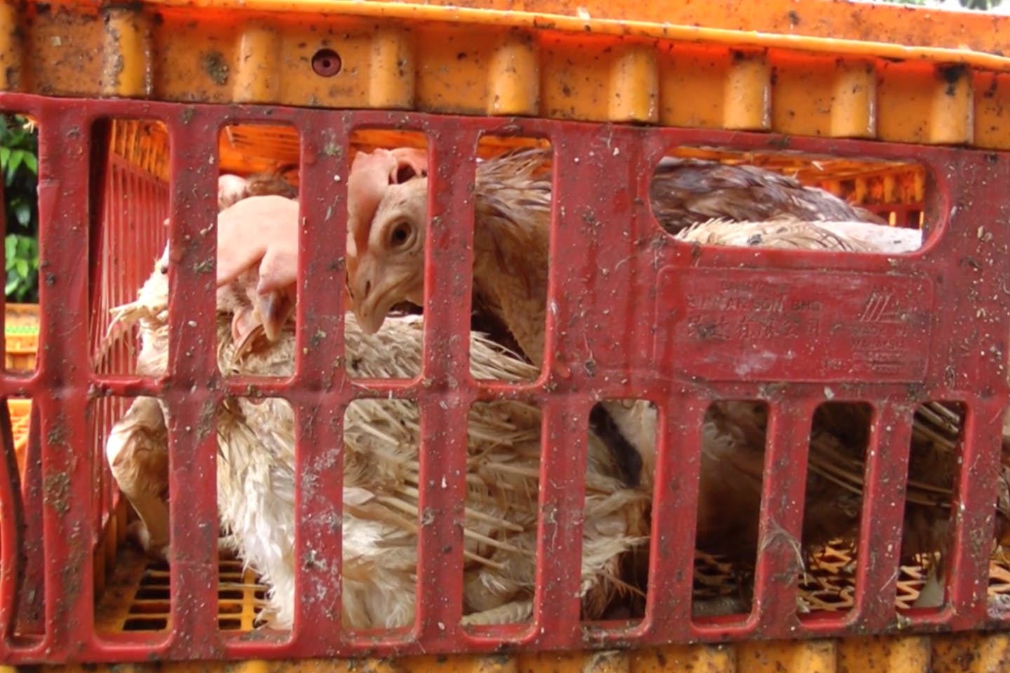 Dairy Farm Group egg supplier reported to the Singapore Food Agency following investigation