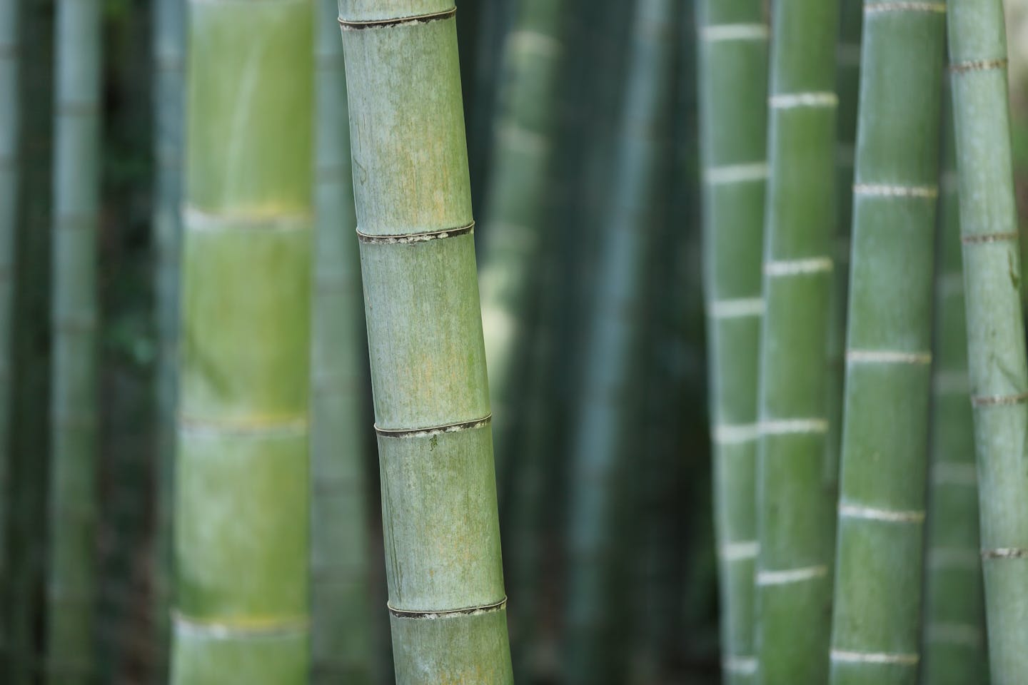 Nurturing Co launches plastic-free packaging brand Bambooloo in Singapore