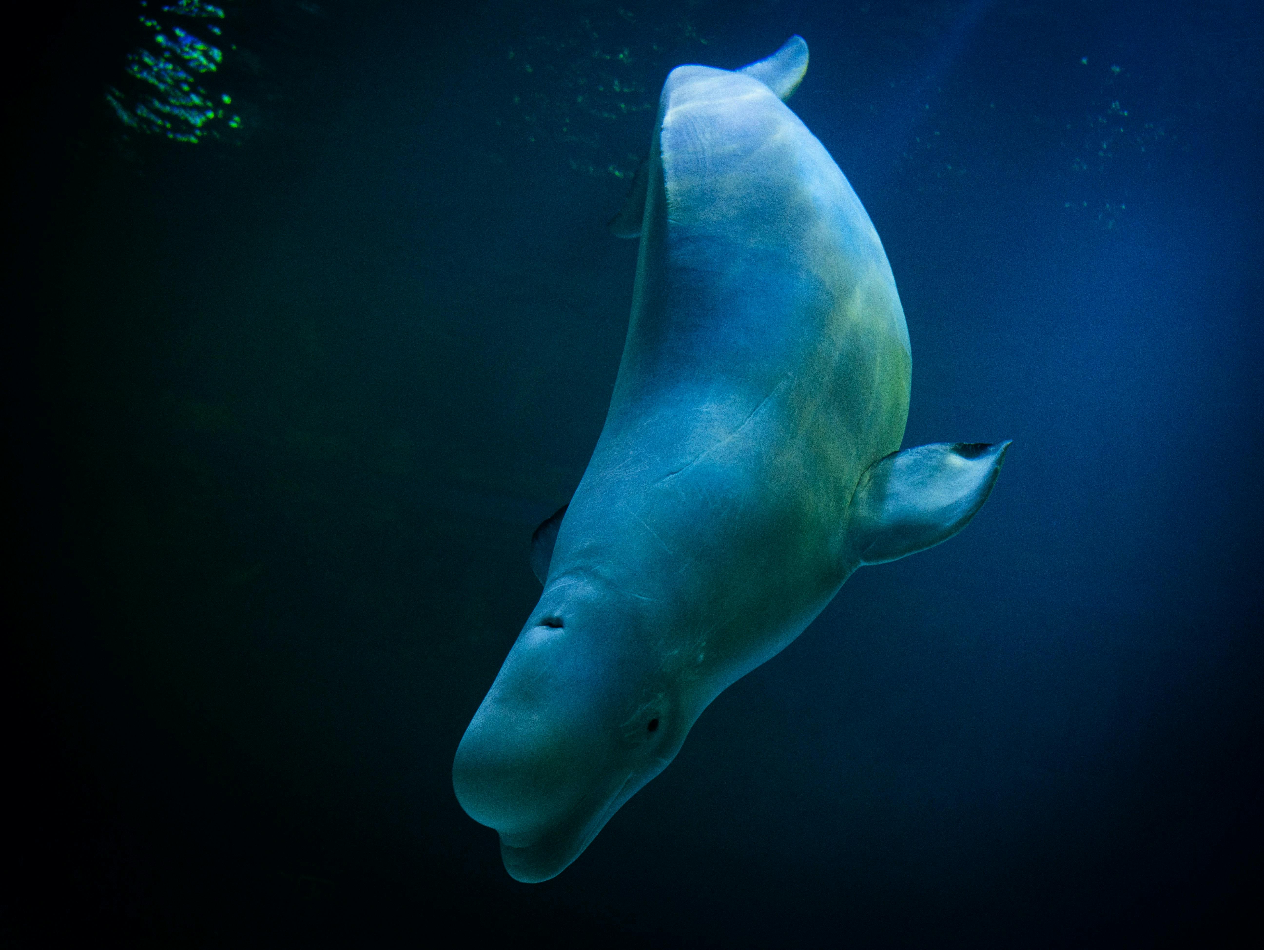 Nairobi Convention marks 40 years as COP12 charts future of ocean governance