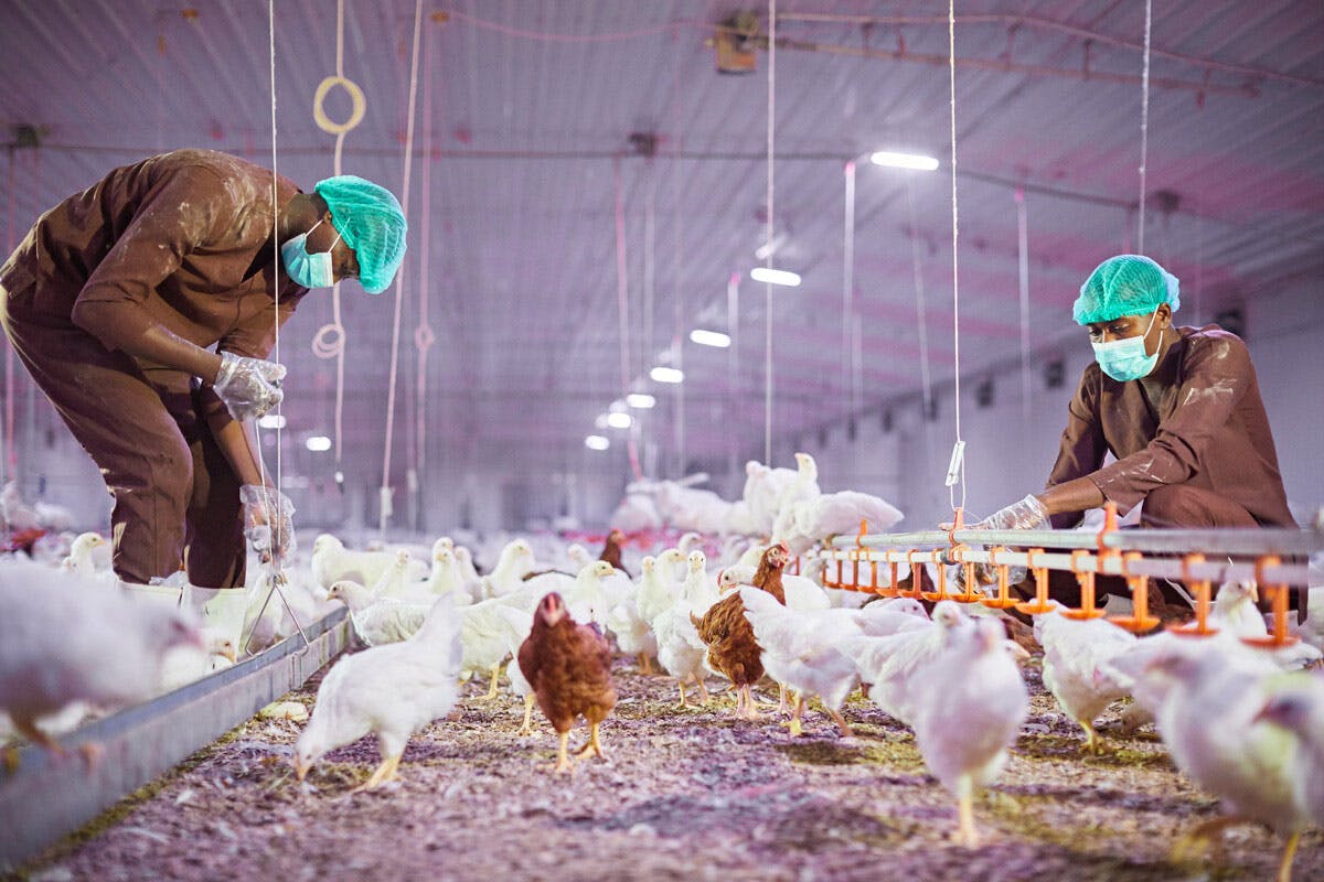 Olam Agri acquires Avisen to expand its feed capabilities into Senegal