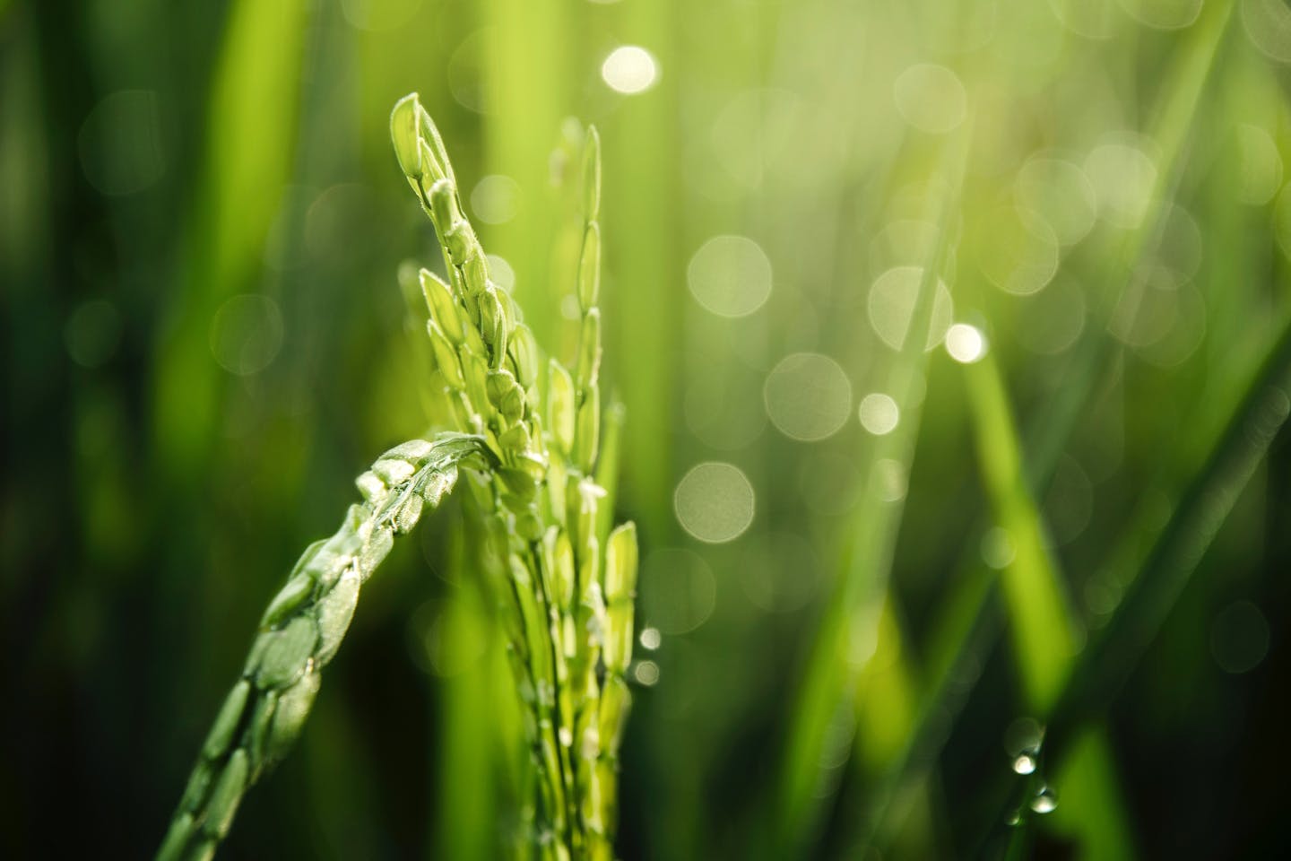 Olam calls for urgent international cooperation to reduce major greenhouse gas footprint of rice production