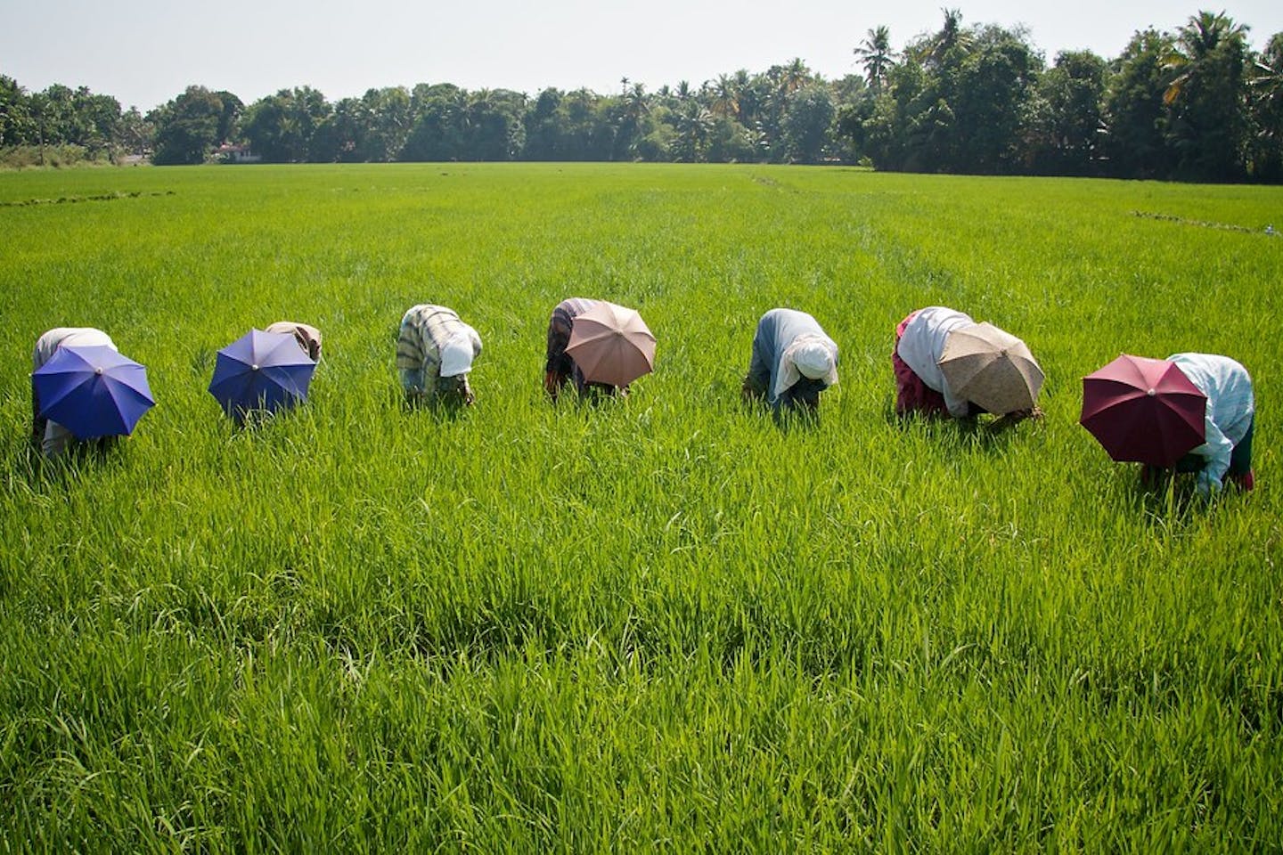 Olam urges international brands to adopt new rice eco-label to allow consumers to support farmers