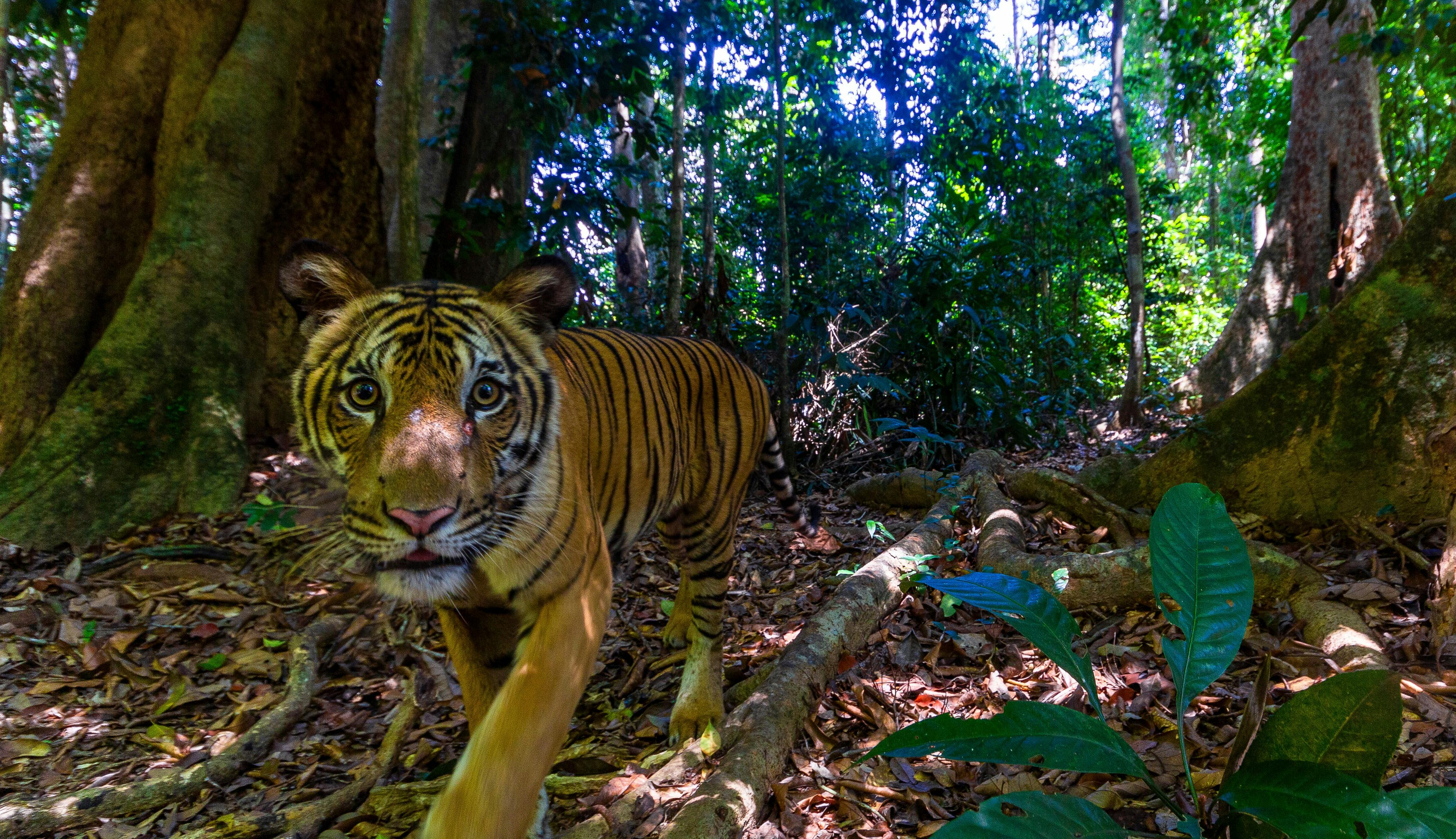 Bhutan, the Tiger Conservation Coalition commit to catalysing US$1 billion for tigers