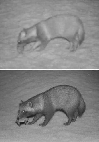Images of a raccoon dog in Japan captured  a surveillance camera and processed by AI