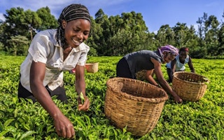Kenyan tea is under threat due to climate change: Report