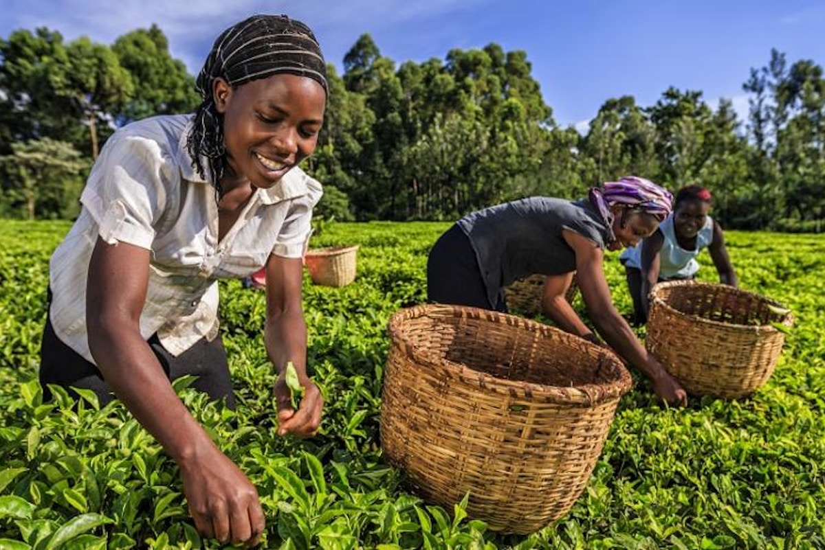 Kenyan tea is under threat due to climate change - Eco-Business