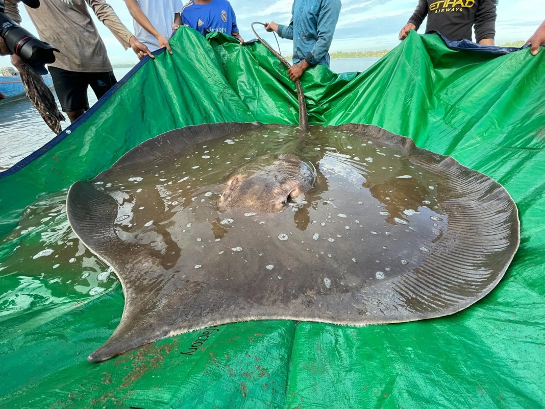 Can Mekong stingrays tell the Chinese dam story well?