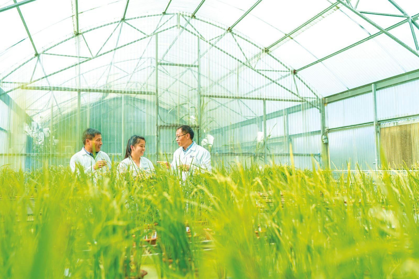 Rice farming_Temasek