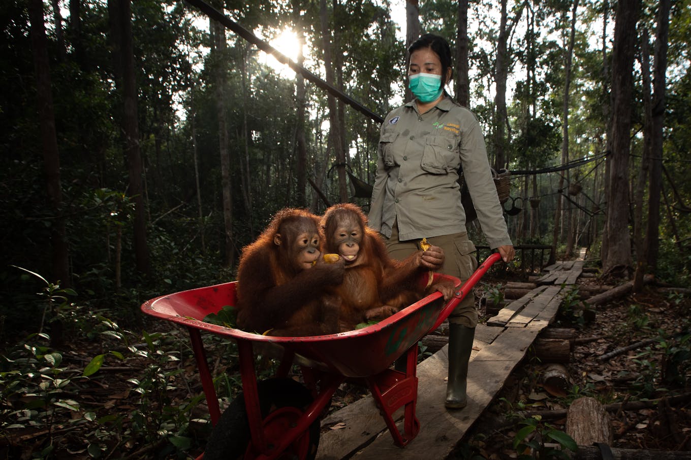 Rescued baby orangutans at the Borneo Orangutan Survival Foundation in Central Kalimantan