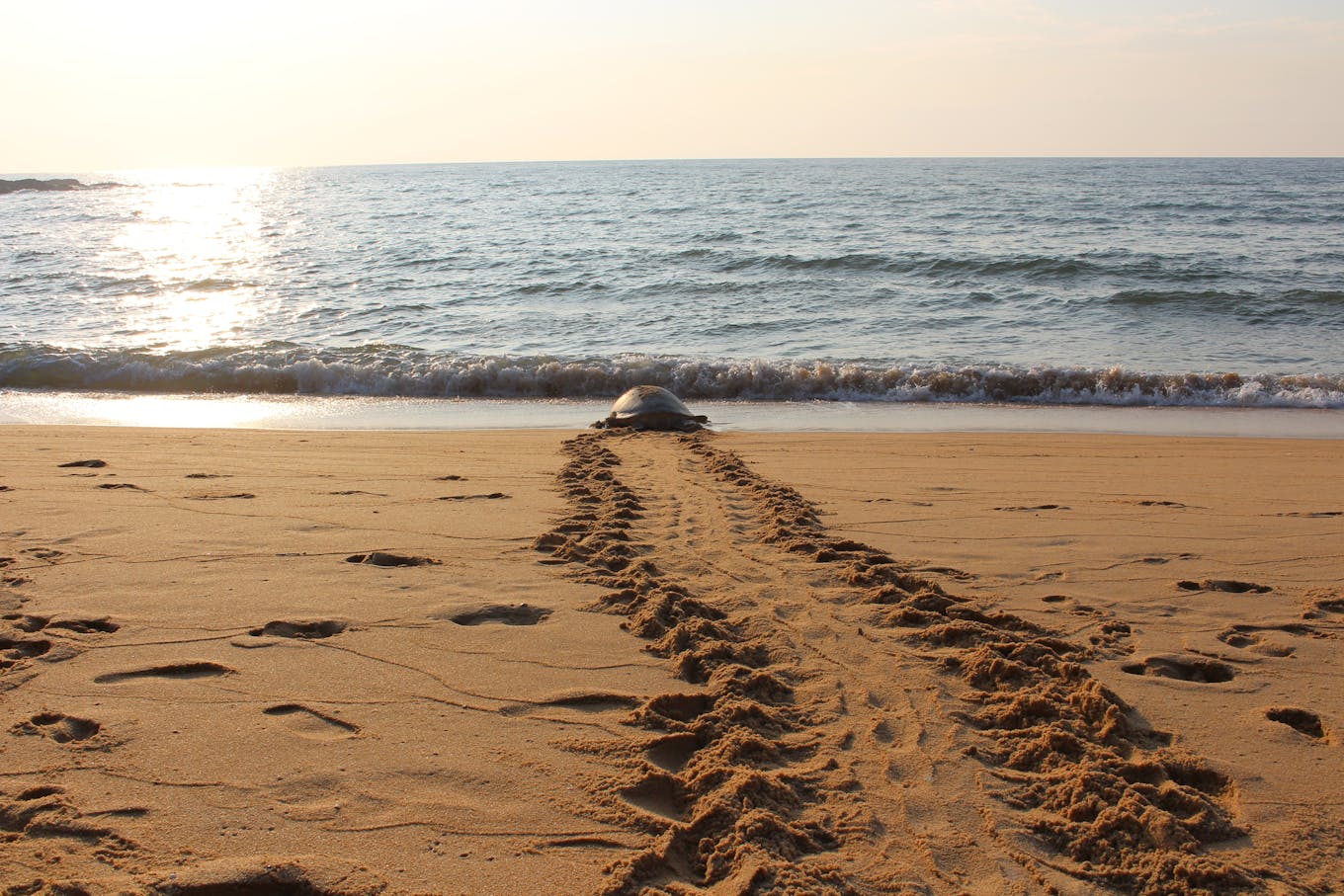 green sea turtle mother returning to sea
