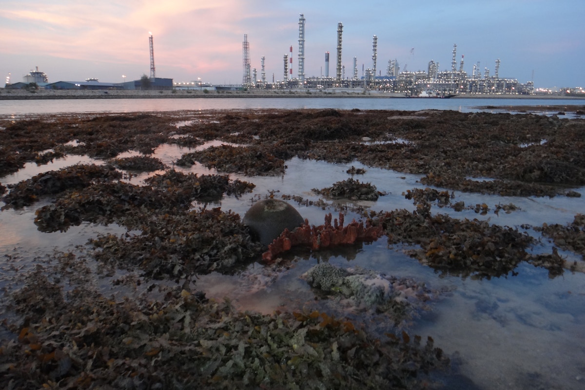 Singapore eyes first Article 6 carbon deal in Asean in coming months: official