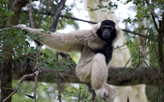 A pileated gibbon found in the Botum Sakor National Park