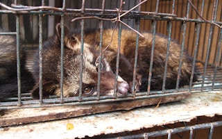 civet cat in cage