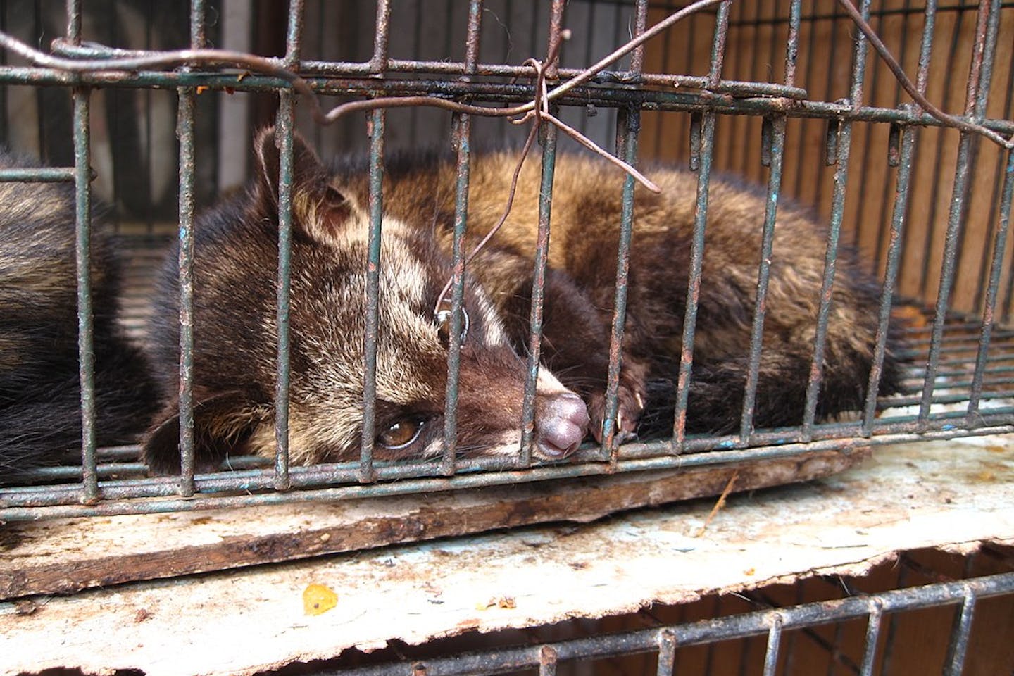 civet cat in cage