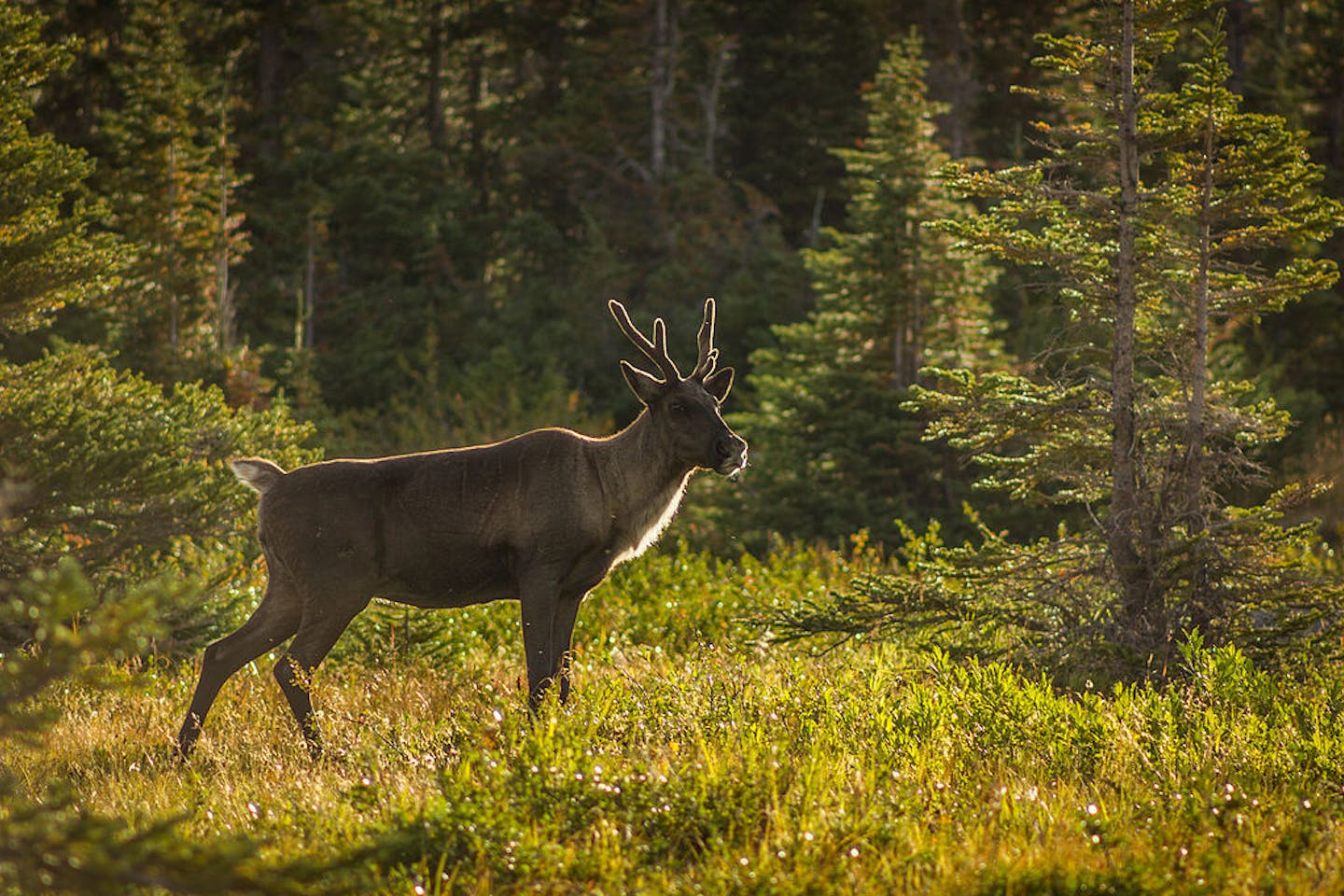 boreal forest canada