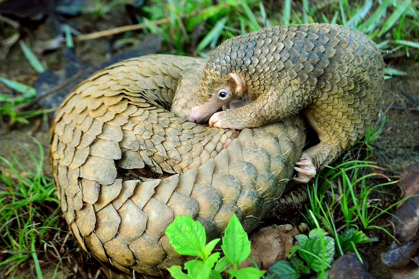 philippiine pangolin