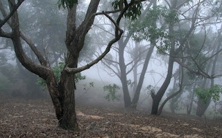 Natural forest in Sri Lanka