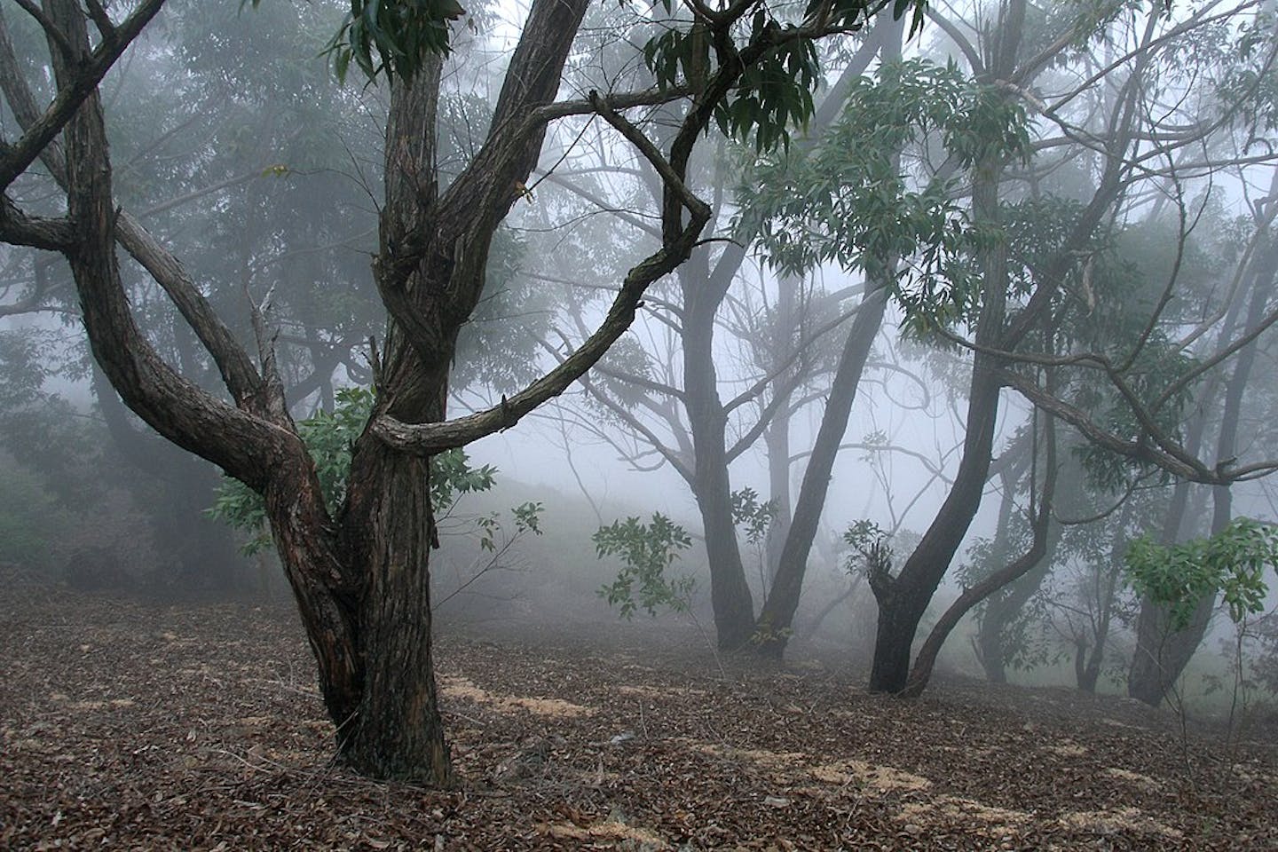 Natural forest in Sri Lanka
