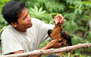Chicken_Farmer_Cambodia