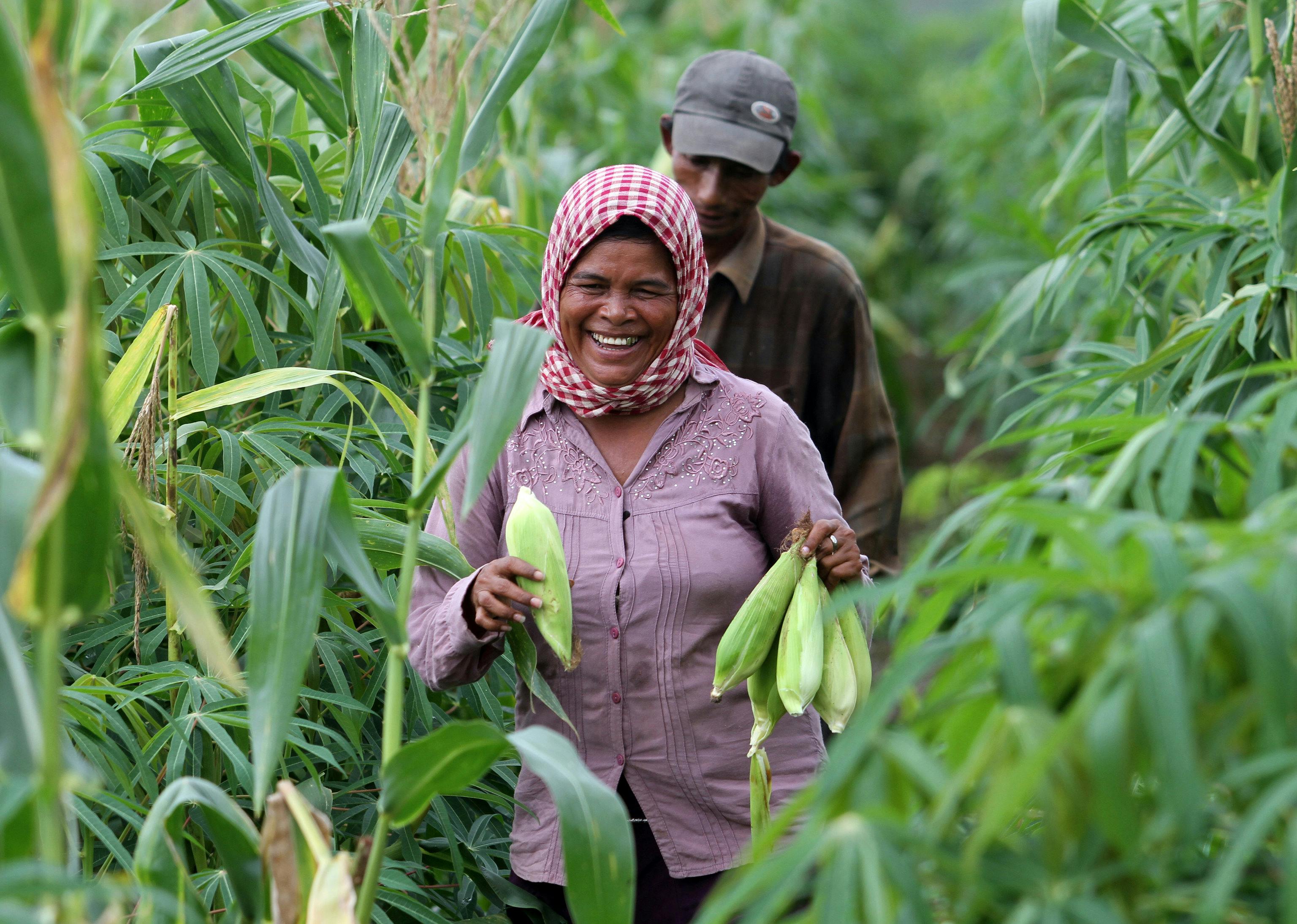 Corn_Farmer_Woman_Cambodia