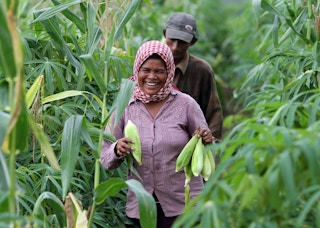 Corn_Farmer_Woman_Cambodia