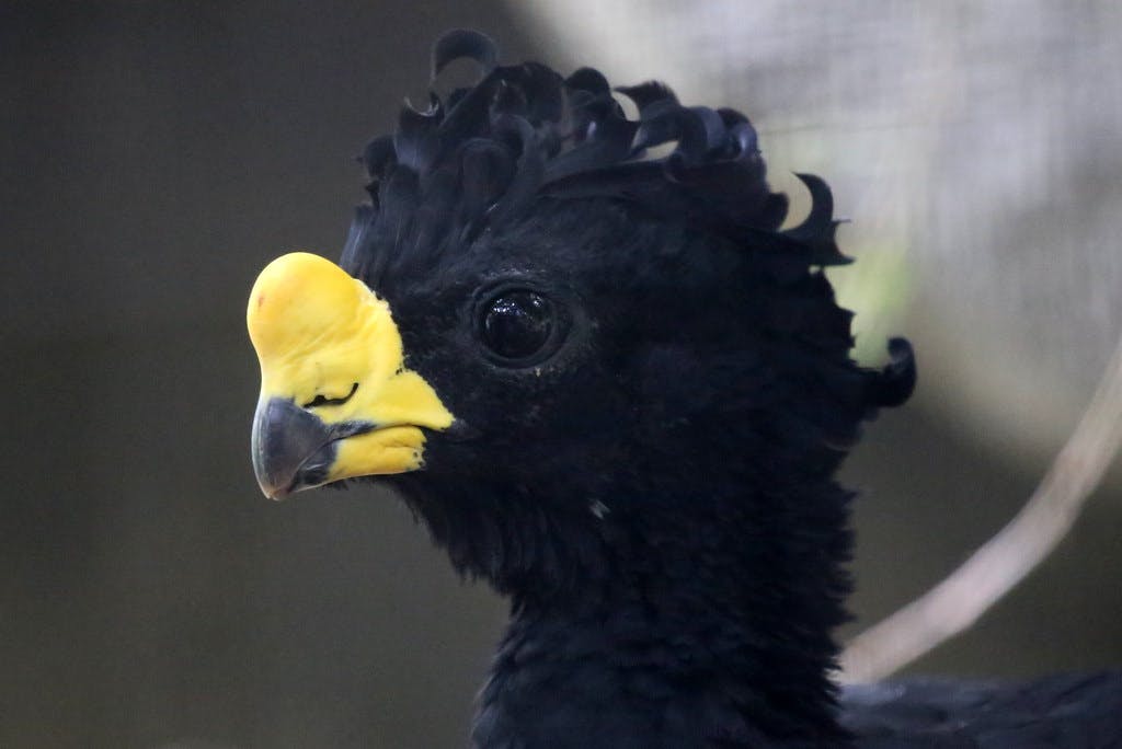 Yellow-knobbed Curassow